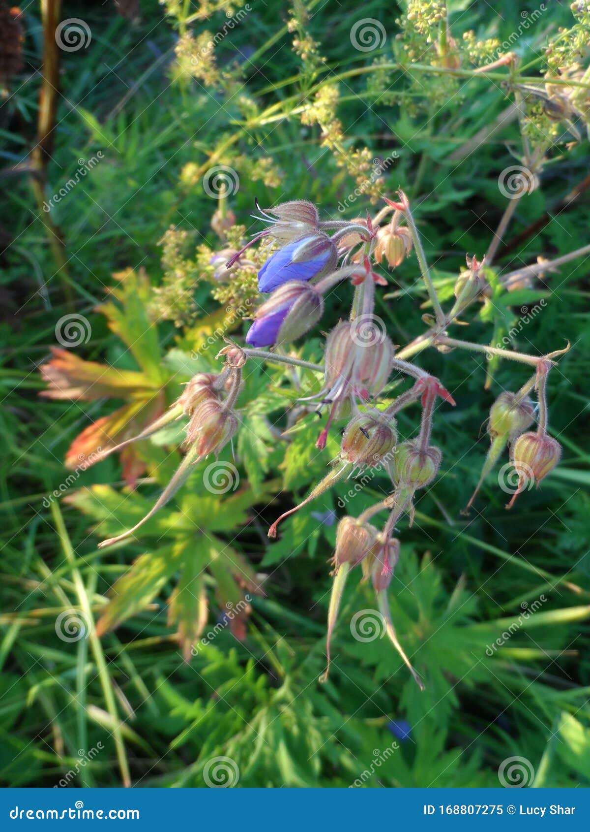 Blue Flowers in Tall Grass at Sunset in Midsummer Close Up 3 Stock Image Image of turn, walk