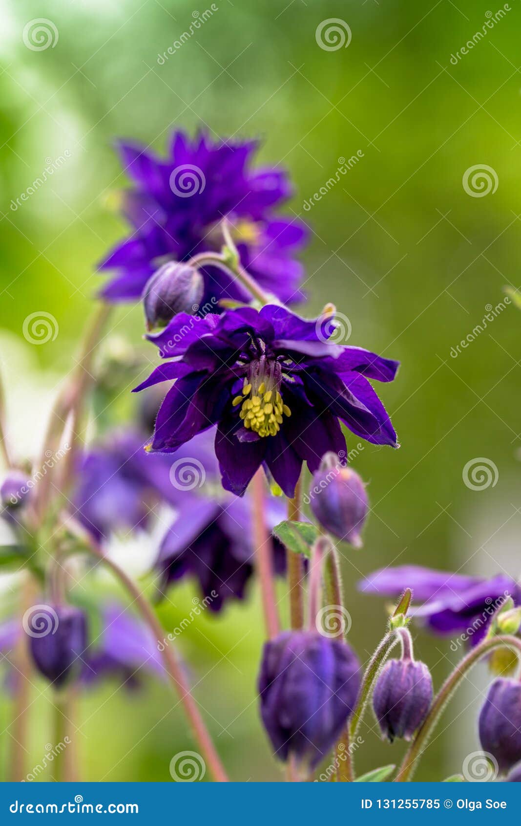blue flowers of the two-colored european columbin `blue barlow` aquilegia vulgaris plena
