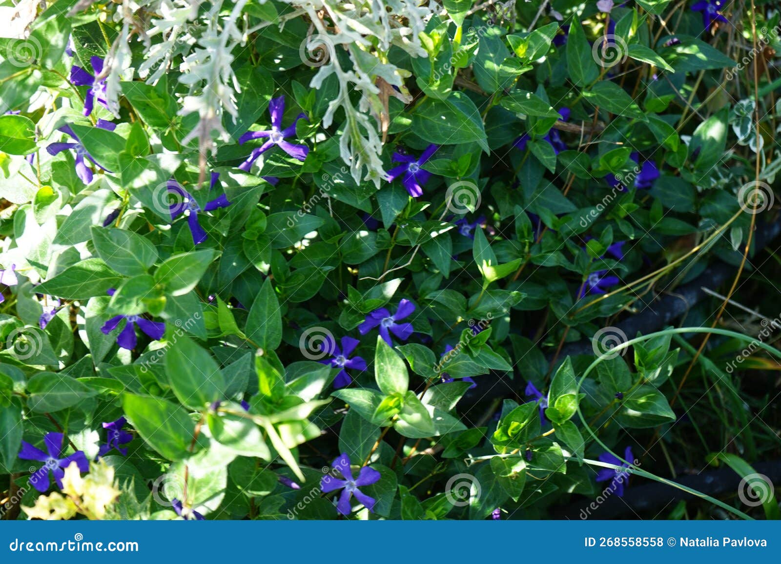 Blue Flowers of Vinca Minor in Spring. Berlin, Germany Stock Photo