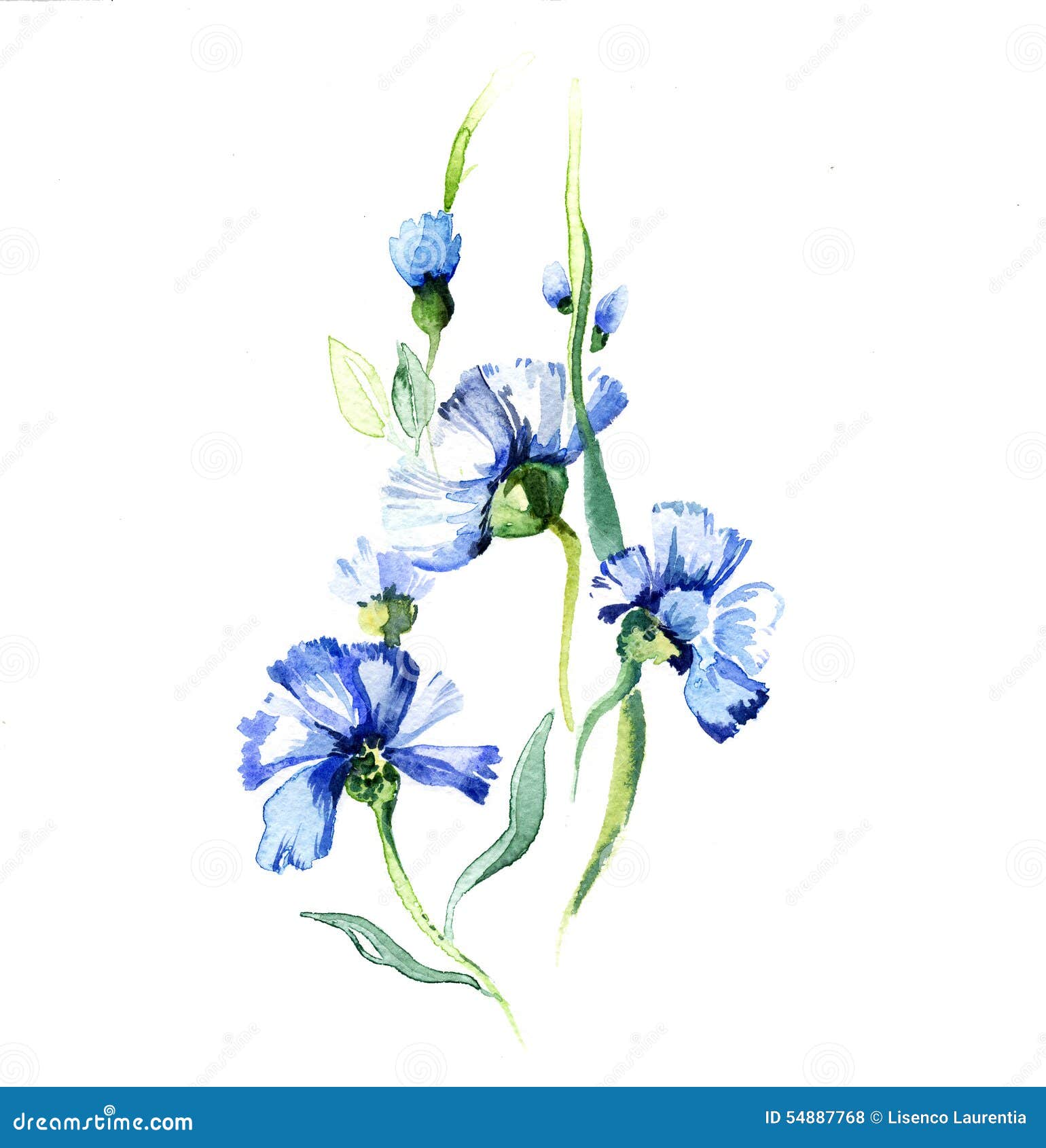 The Blue Flowers Watercolor Stock Illustration - Illustration of ...