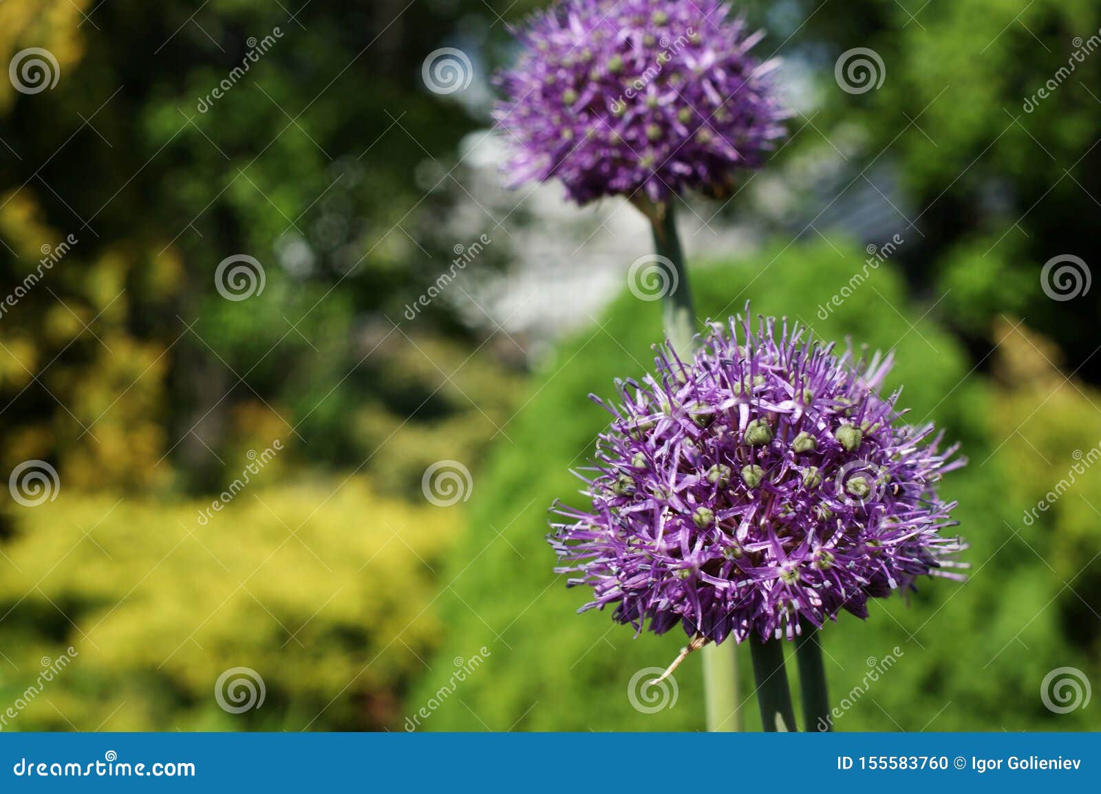 Blue Fluffy Flowers on a Background of Colorful Greenery Stock Photo