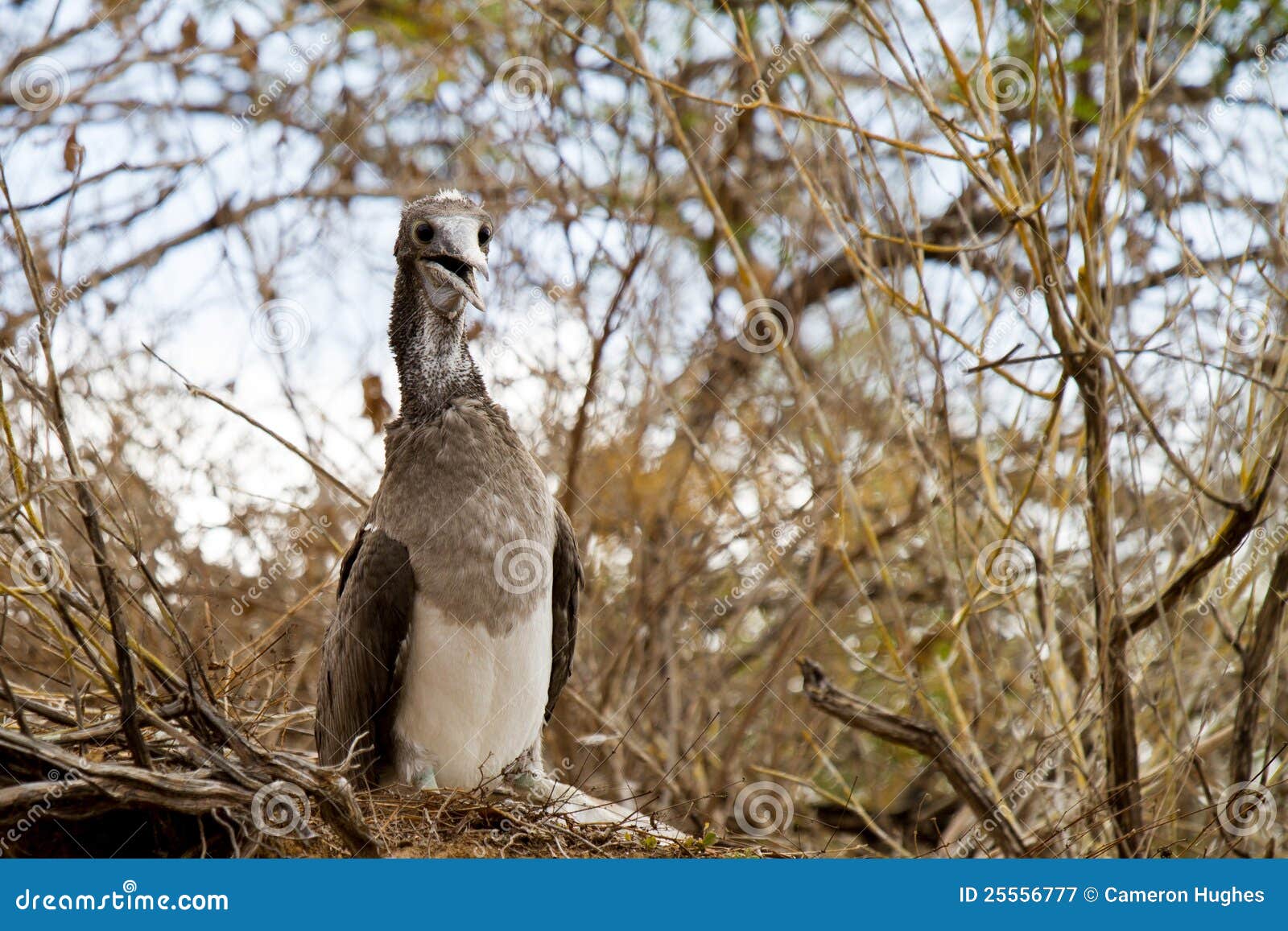 Blue Footed Booby Baby stock image. Image of beak, booby 25556777