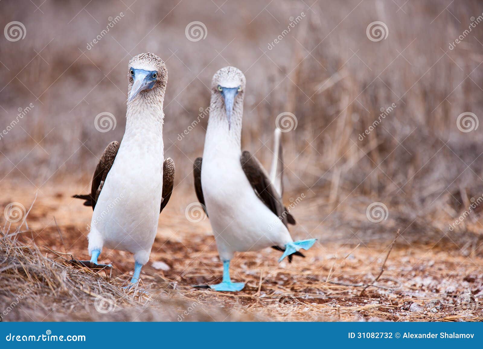 blue footed booby mating dance