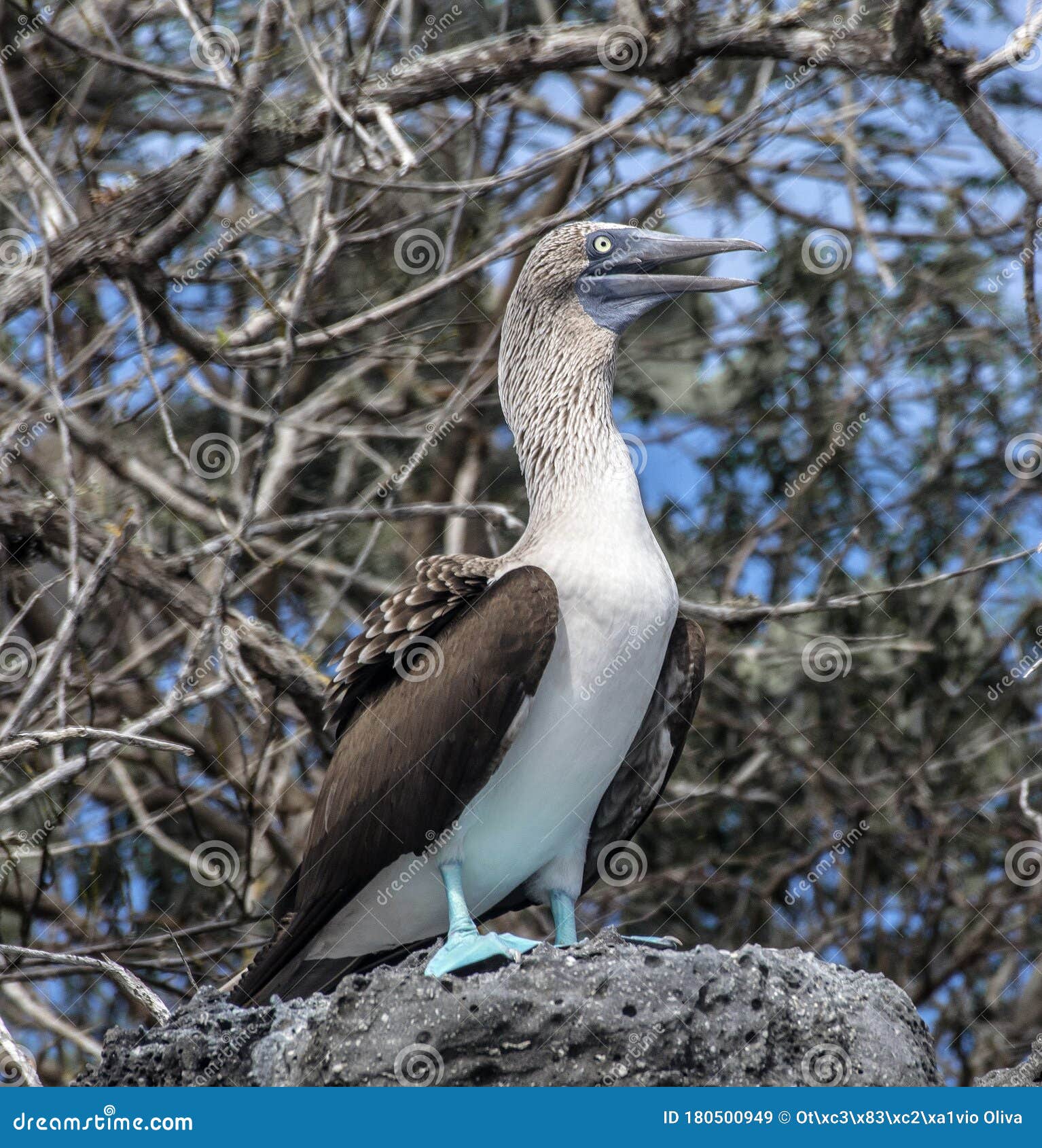 a blue-footed booby, shot in the galapagos islands, ecuador