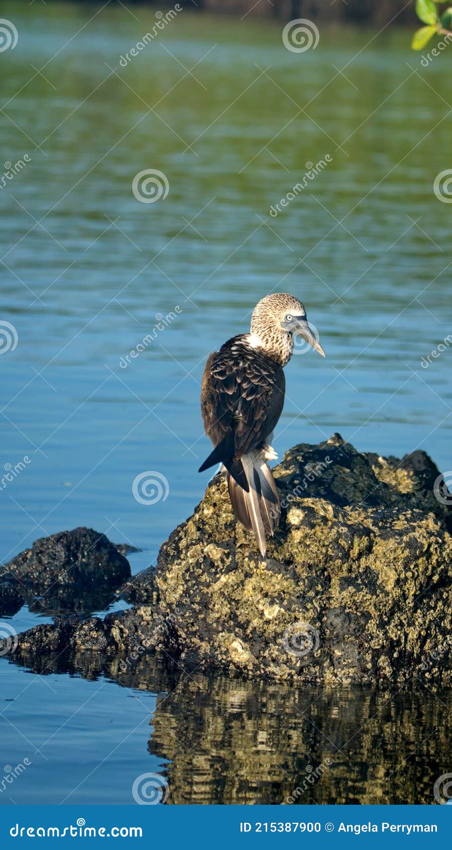 Blue Footed Booby in the Galapagos Islands Stock Photo - Image of ...