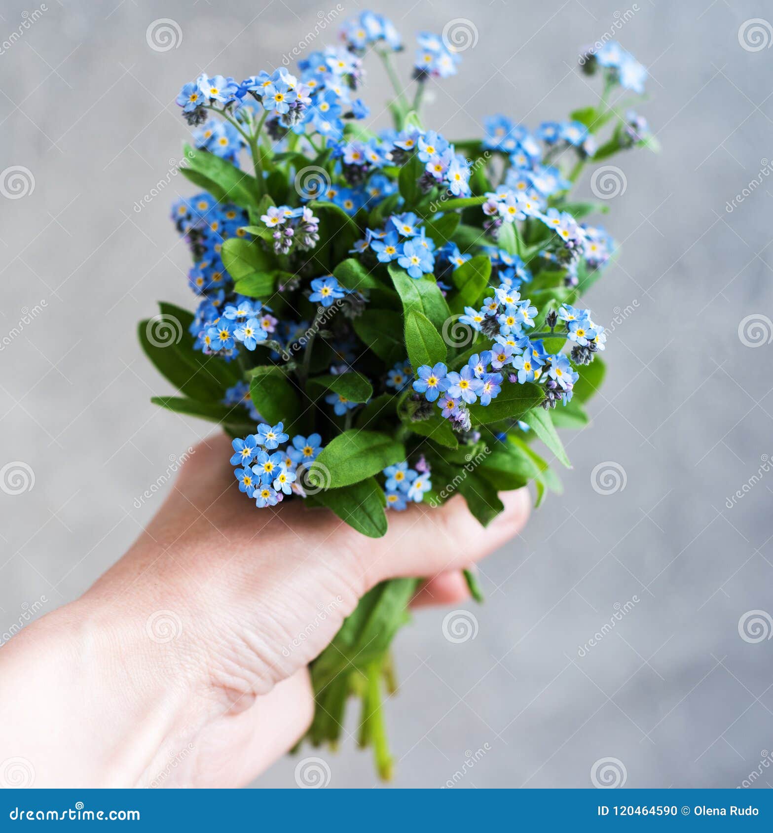 Me Not Flowers in Hand Stock Photo Image of hold, green 120464590