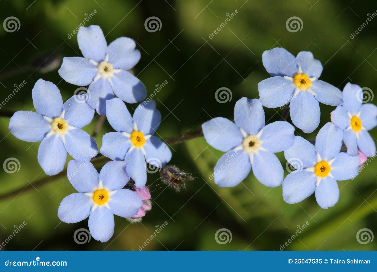 blue forget-me-not flowers (myosotis)