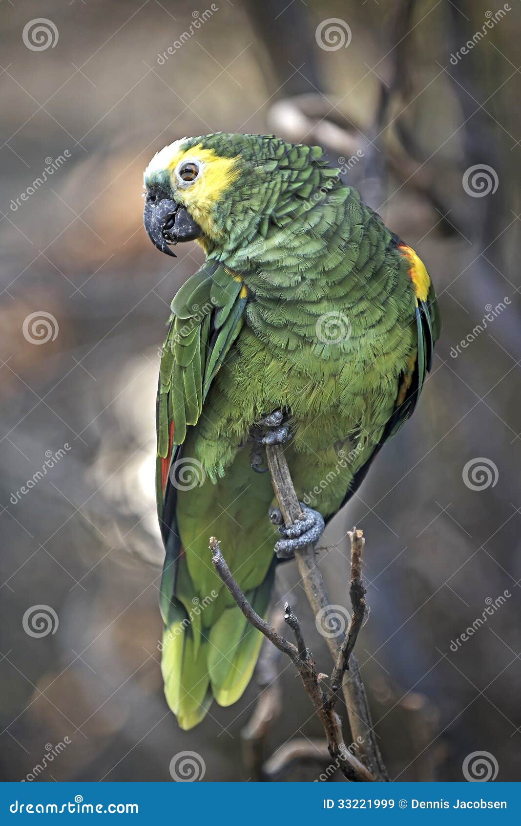 Bluefronted Amazon (Amazona Aestiva) Stock Image Image of beautiful