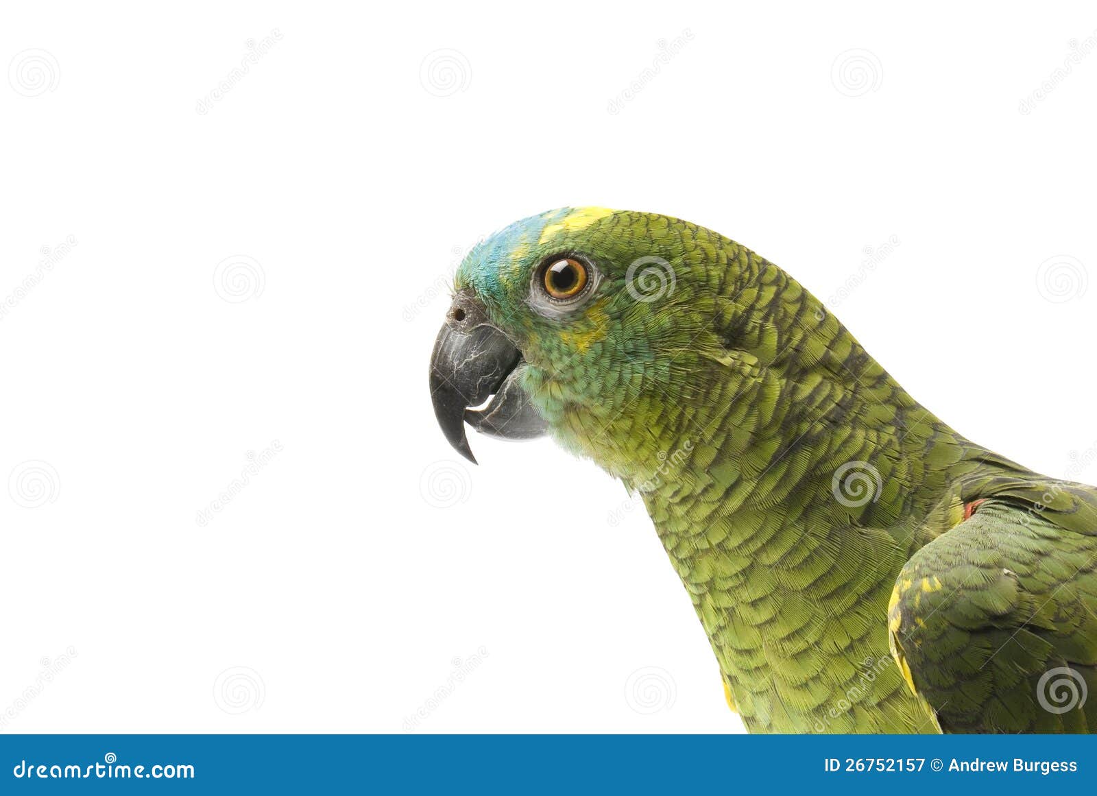 Blue fronted Amazon parrot stock image. Image of endangered 26752157