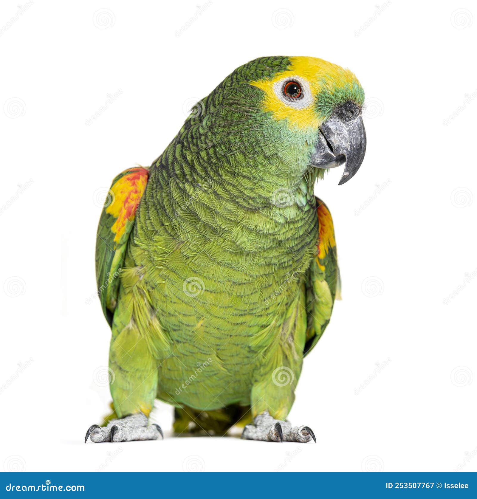 blue-fronted parrot, amazona aestiva,  on white