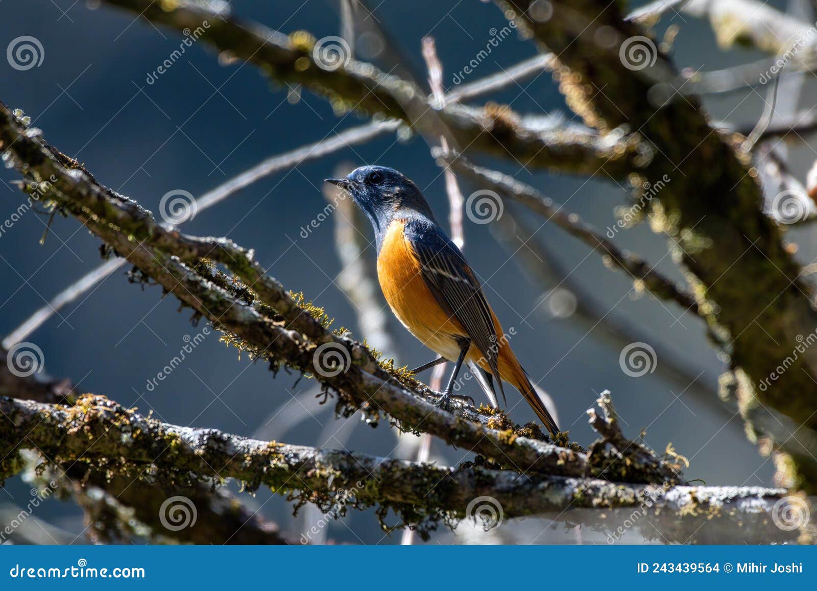 132 Sikkim Animals Stock Photos - Free & Royalty-Free Stock Photos from  Dreamstime