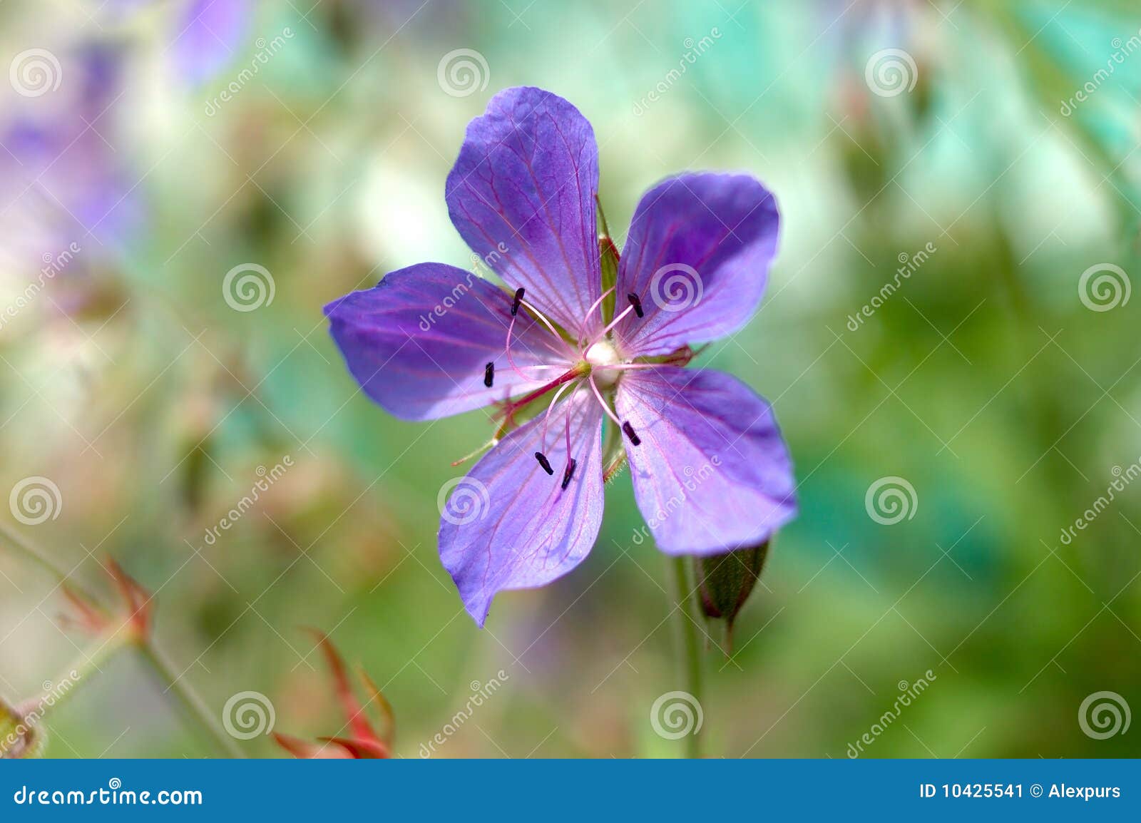 Blue garden flowers. stock image. Image of nature, grass - 10425541