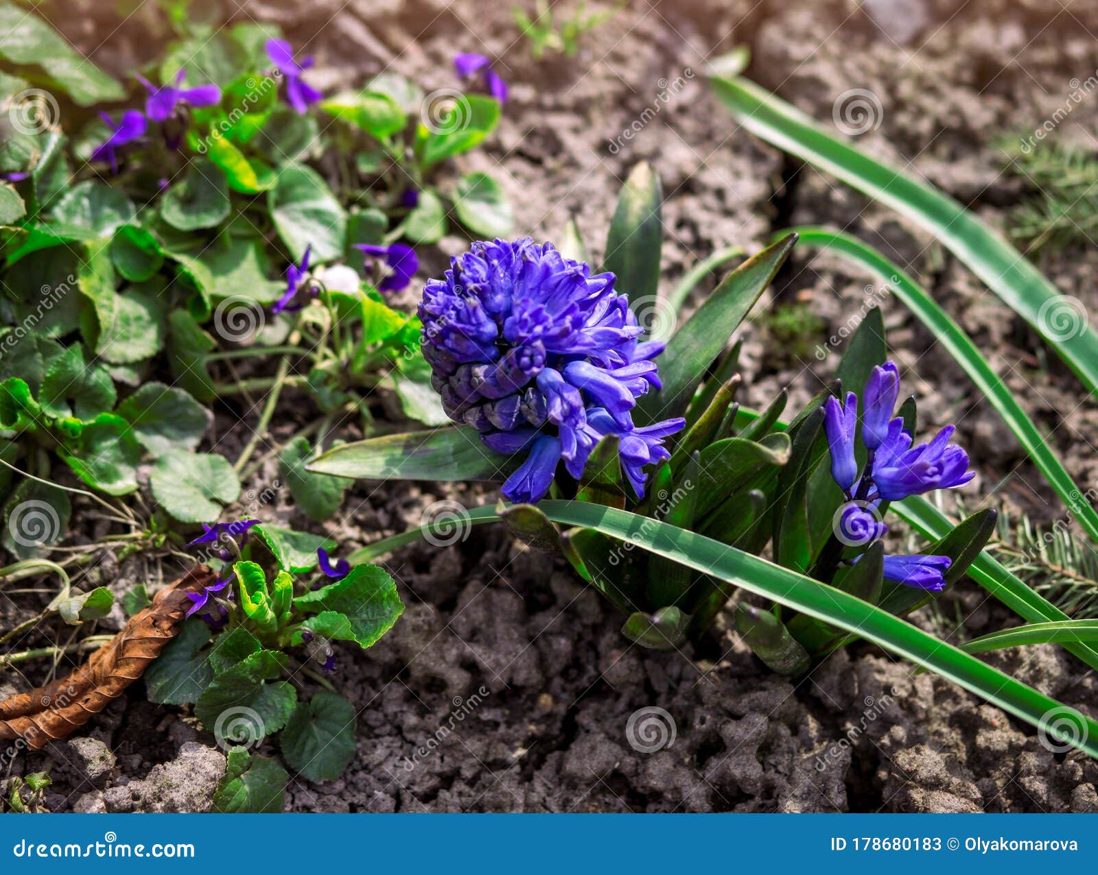 Blue Garden Flowers In The Garden Stock Image - Image of growth