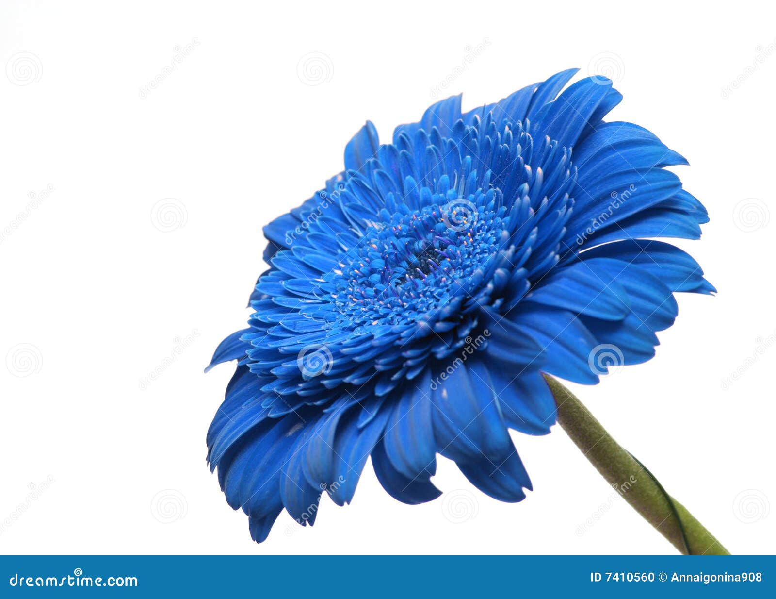 The blue gerbera stock photo. Image of gardens, flowers 7410560