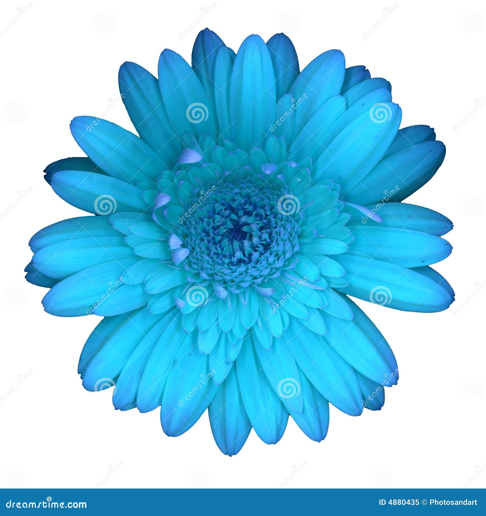 Blue gerbera daisy stock image. Image of abstract, blooms 4880435