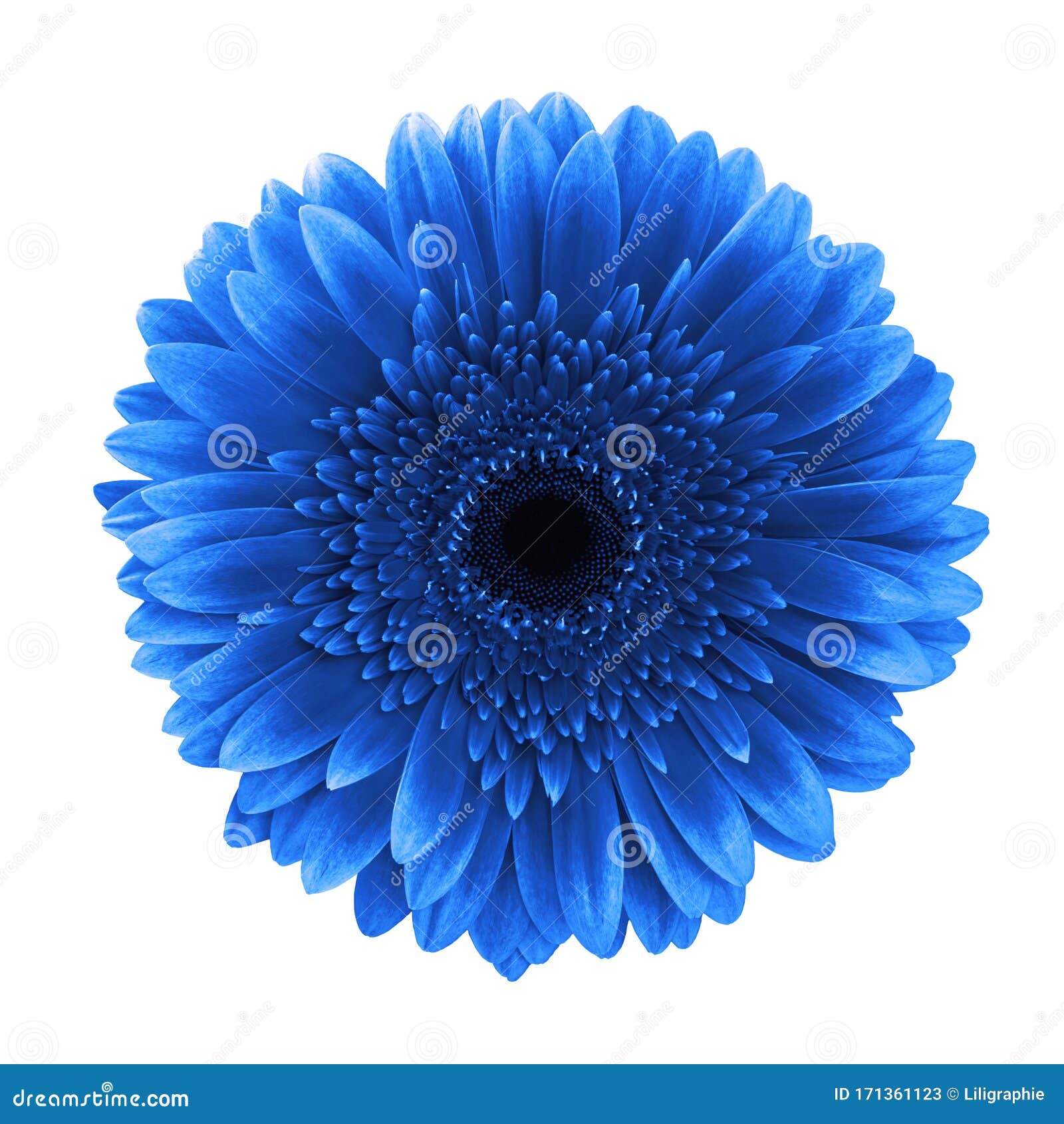blue gerbera daisy flower  white background clipping path