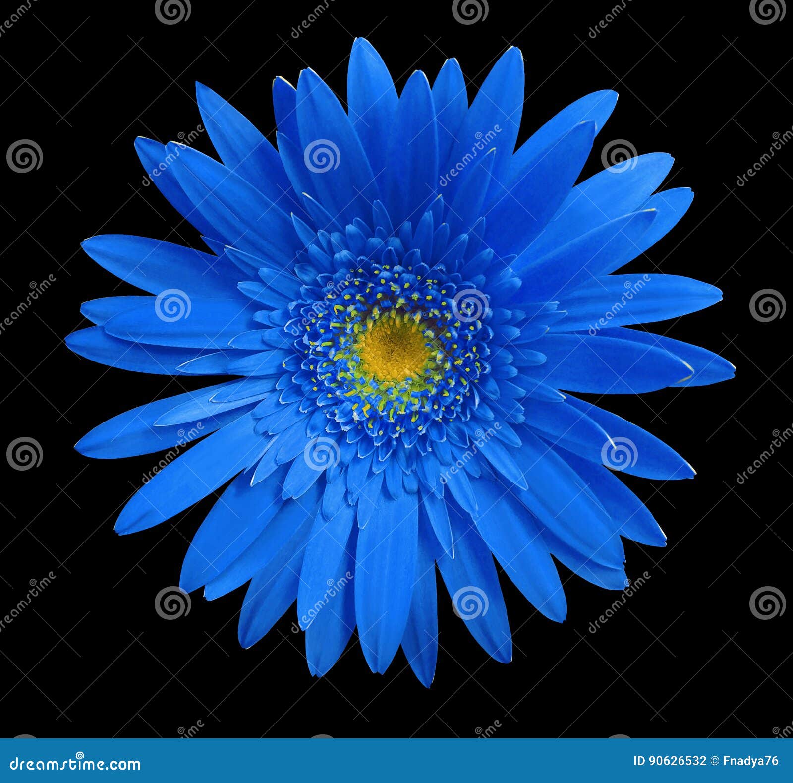 Blue Gerbera Flower on Black Isolated Background with Clipping Path.  Closeup. No Shadows. for Design Stock Photo - Image of daisy, background:  90626532