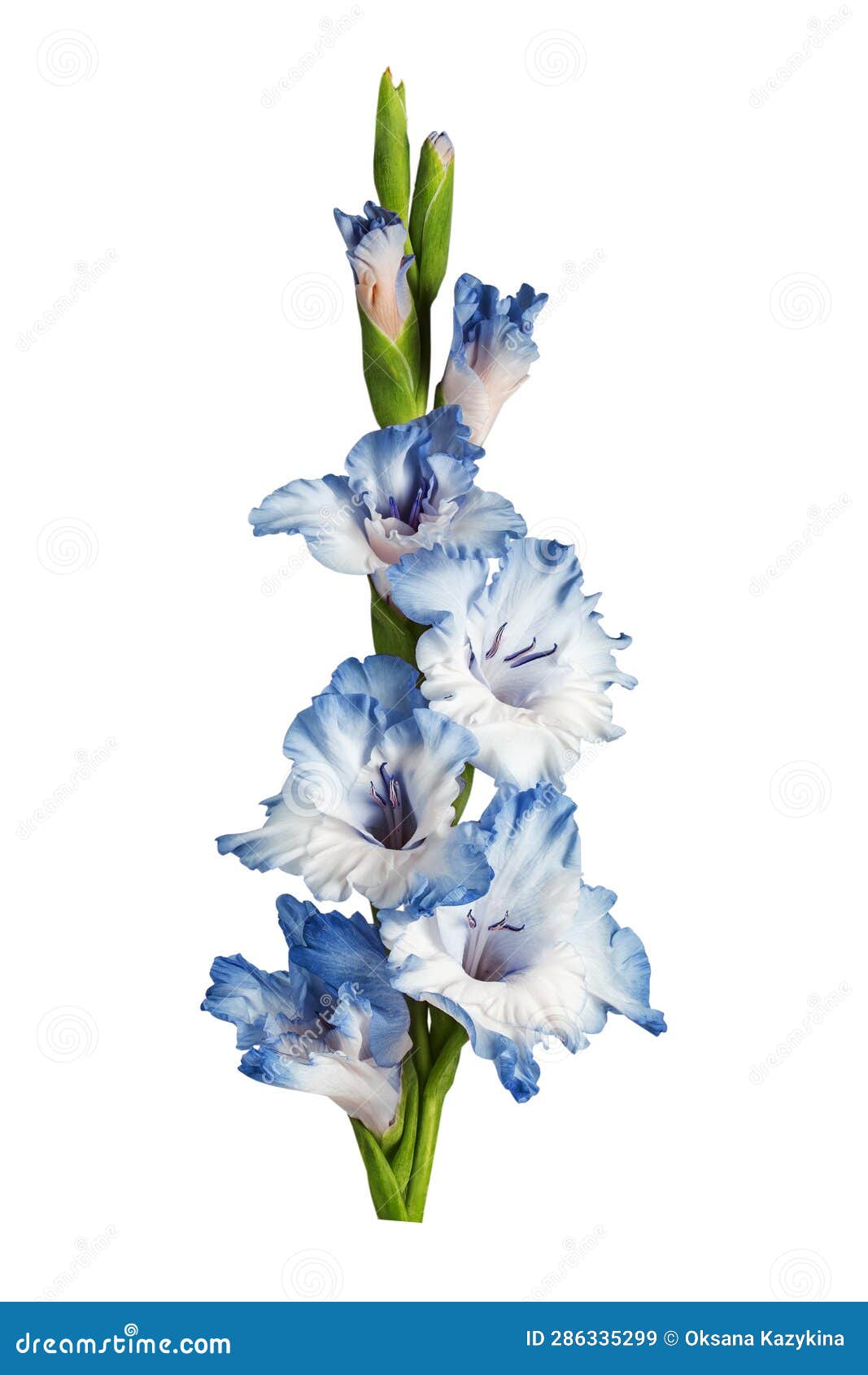 Blue Gladiolus Flower Isolated on White Background. Stock Image Image