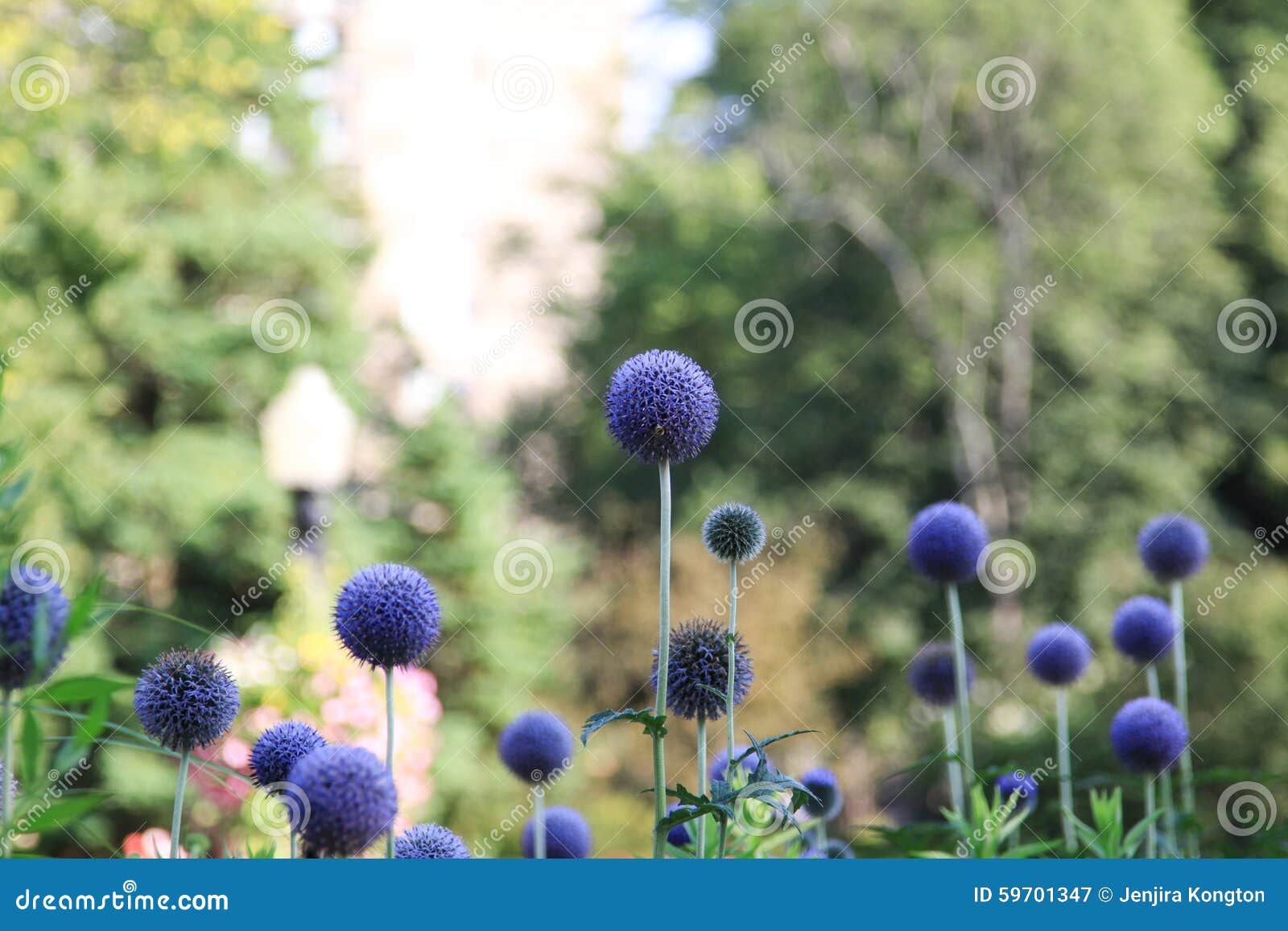 Blue Globe Flower stock image. Image of english, macro 59701347