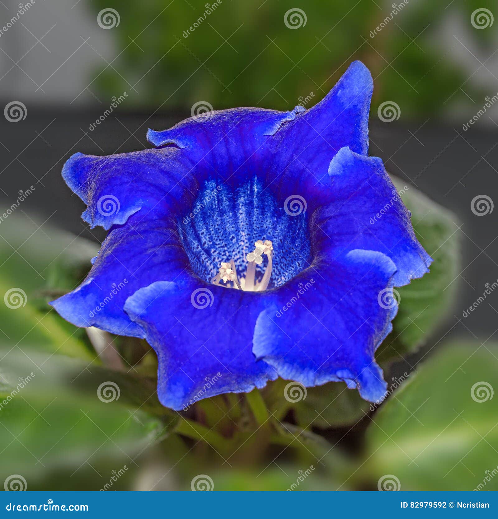 Blue Gloxinia Flower, Family Gesneriaceae, Close Up Stock Photo - Image of  closeup, vibrant: 82979592
