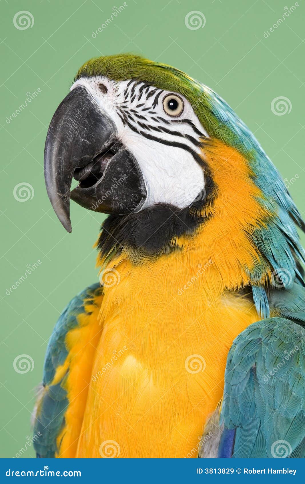 The Great Of Close Up Of Blue And Gold Macaw Bird Feathers With Details  Stock Photo, Picture and Royalty Free Image. Image 45683930.