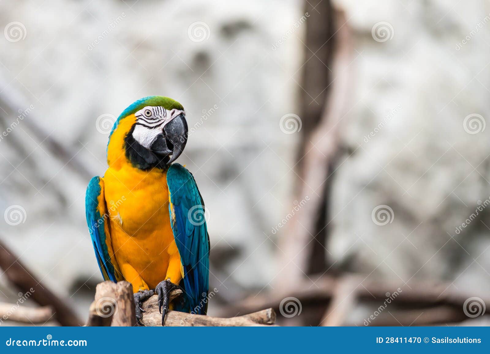 Blue and Gold macaw bird stock photo. Image of sitting 28411470