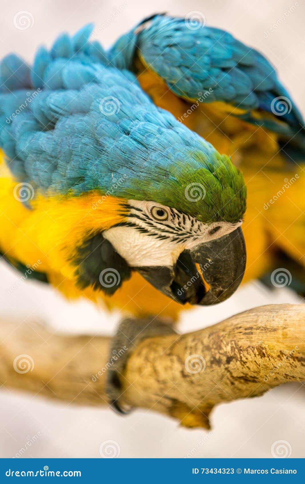 Blue and Gold Macaw in a Cage Stock Image Image of vibrant, natural