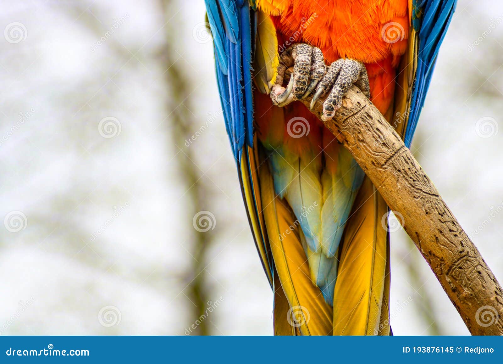blue and gold macaw close up of feet on branch