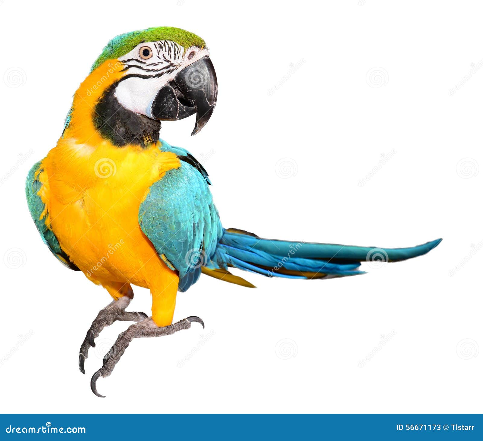 Blue And Gold Macaw Wallpaper