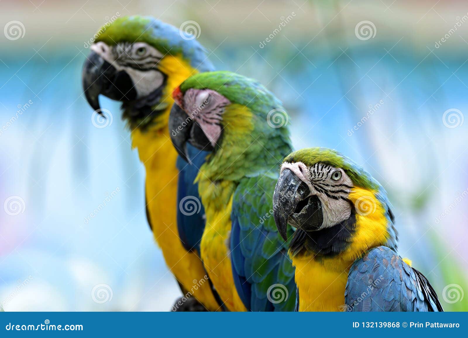 blue and gold macaws sitting together aside sleepy bufon's macaw