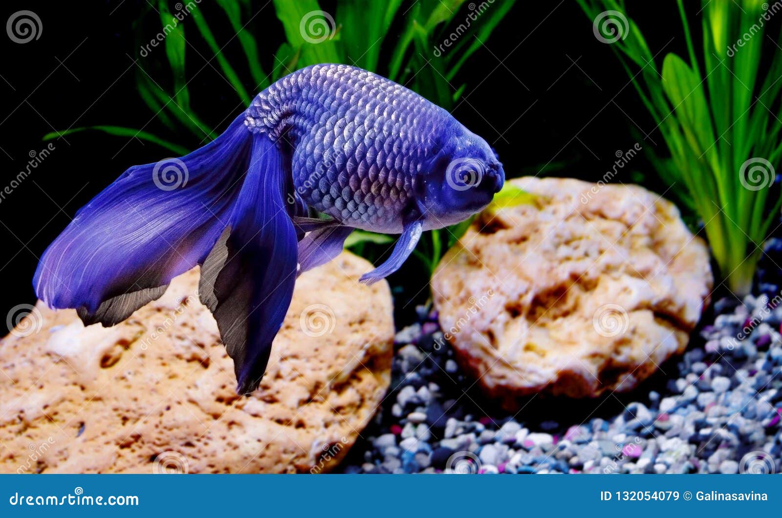 blue goldfish