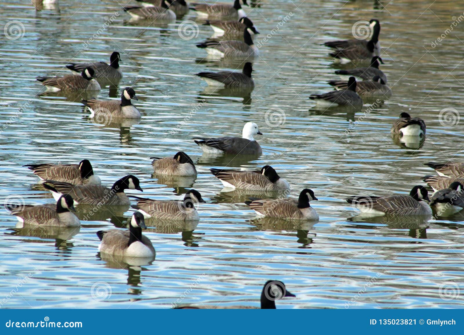 snow goose anser caerulescens adult blue morph swimming with canada geese urban lake canyon texas central flyway