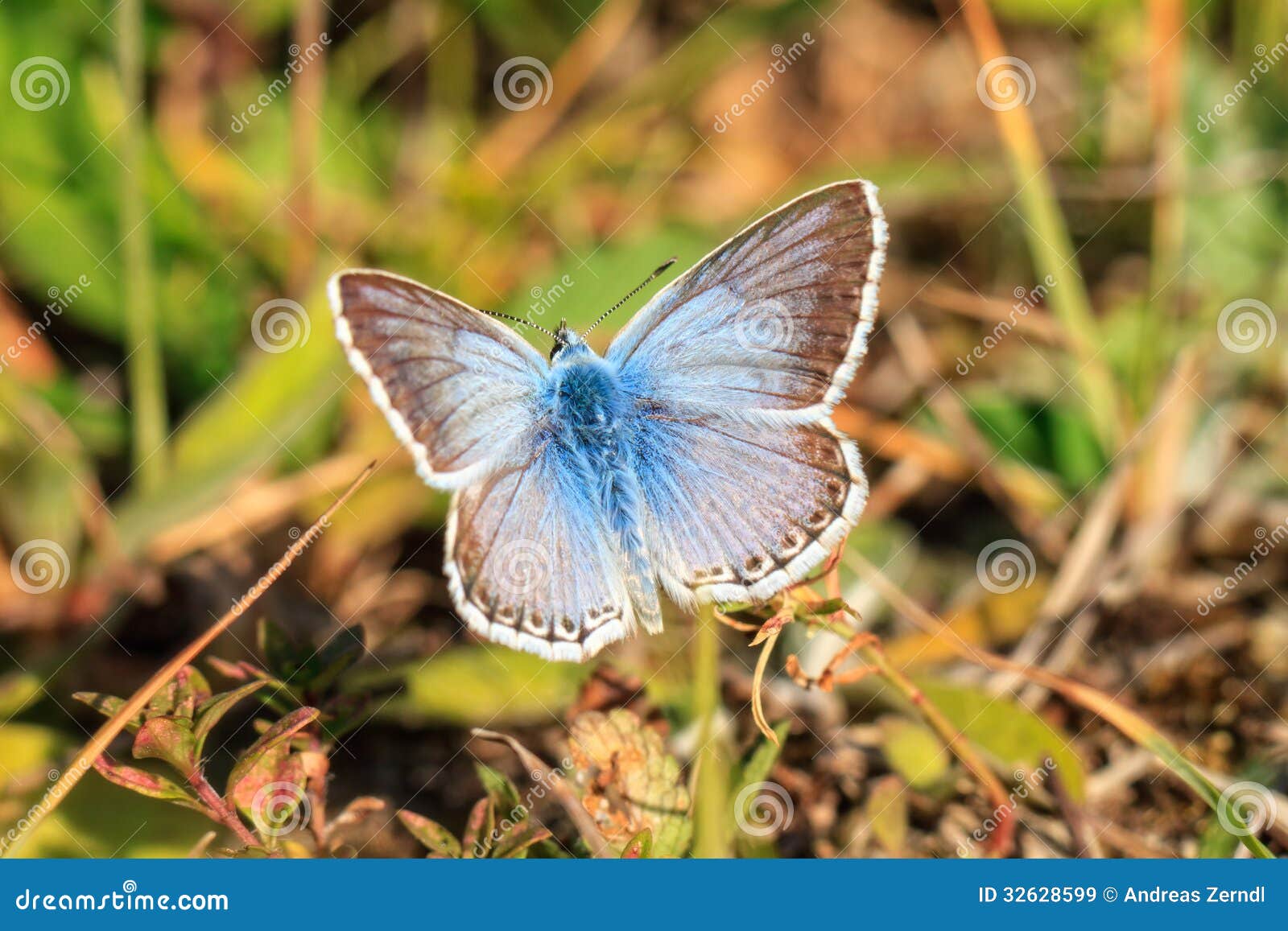 blue gossamer winged butterfly