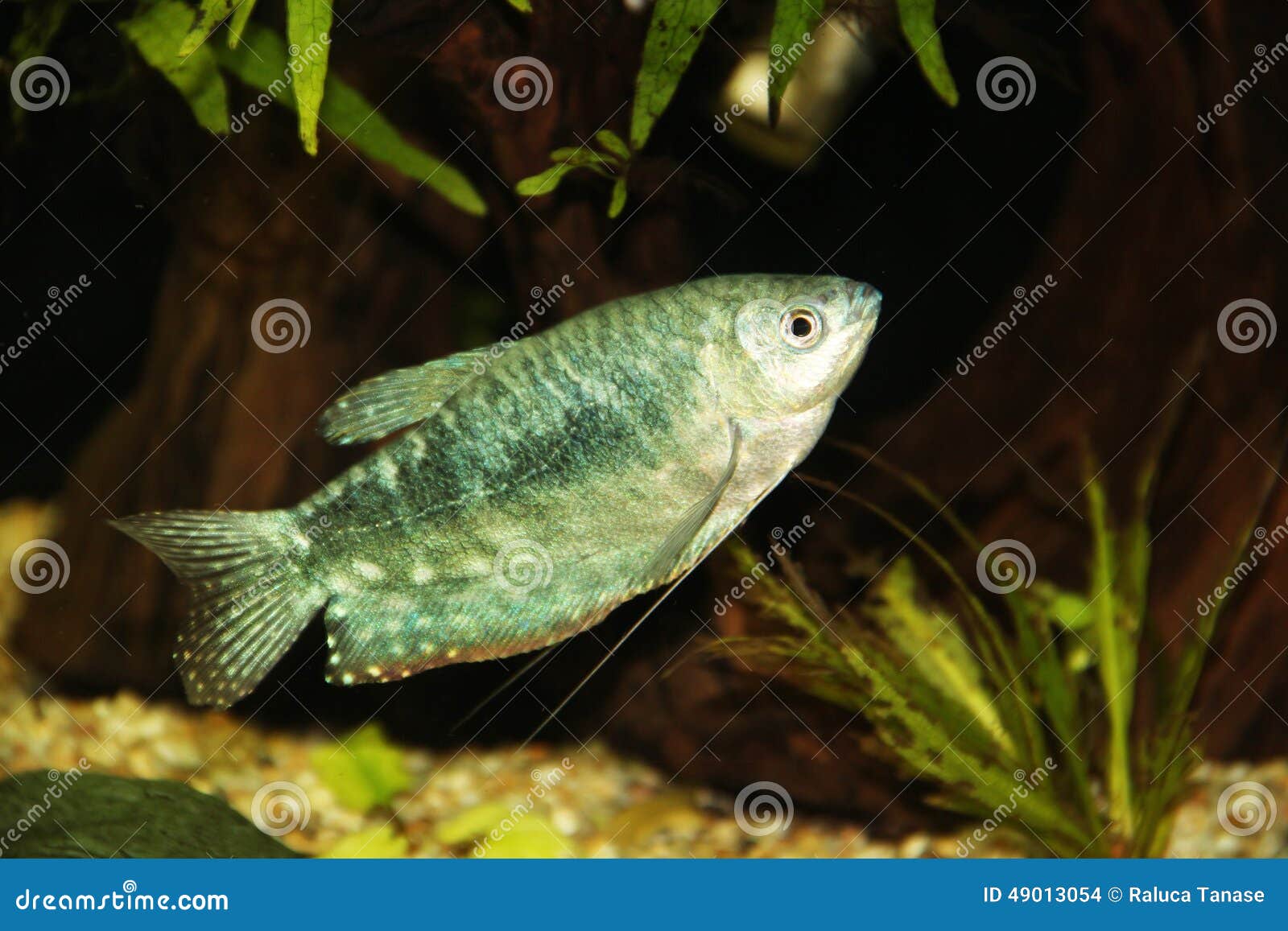 Blue gourami stock photo. Image of rock, scales, water 49013054