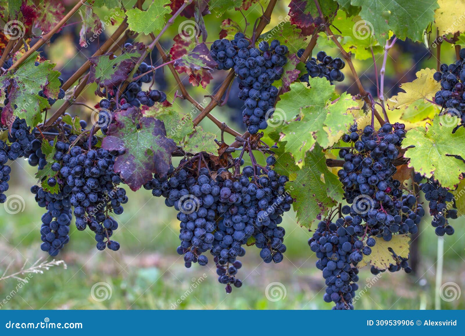a blue grape hanging in a vineyard.