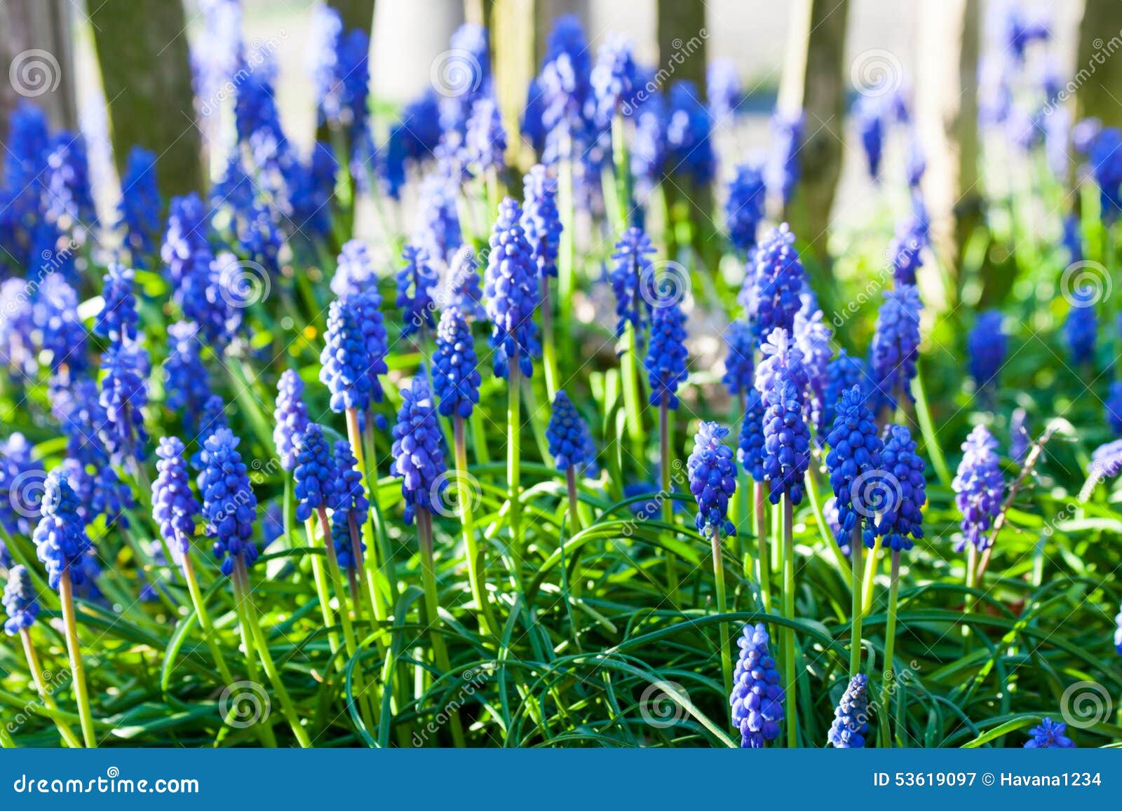Blue Grape Hyacinths Blooming in the Garden Under the Sunlight. Stock