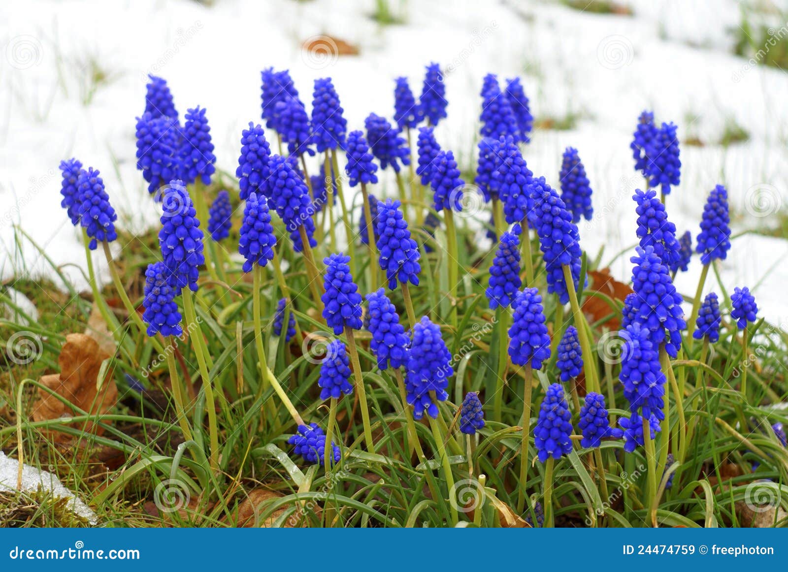 blue grape hyacinths in the snow, muscari flowers