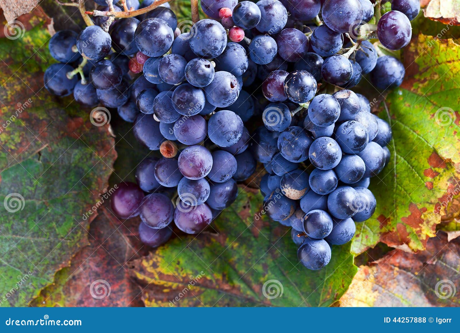 Blue grape stock photo. Image of juicy, closeup, agriculture 44257888