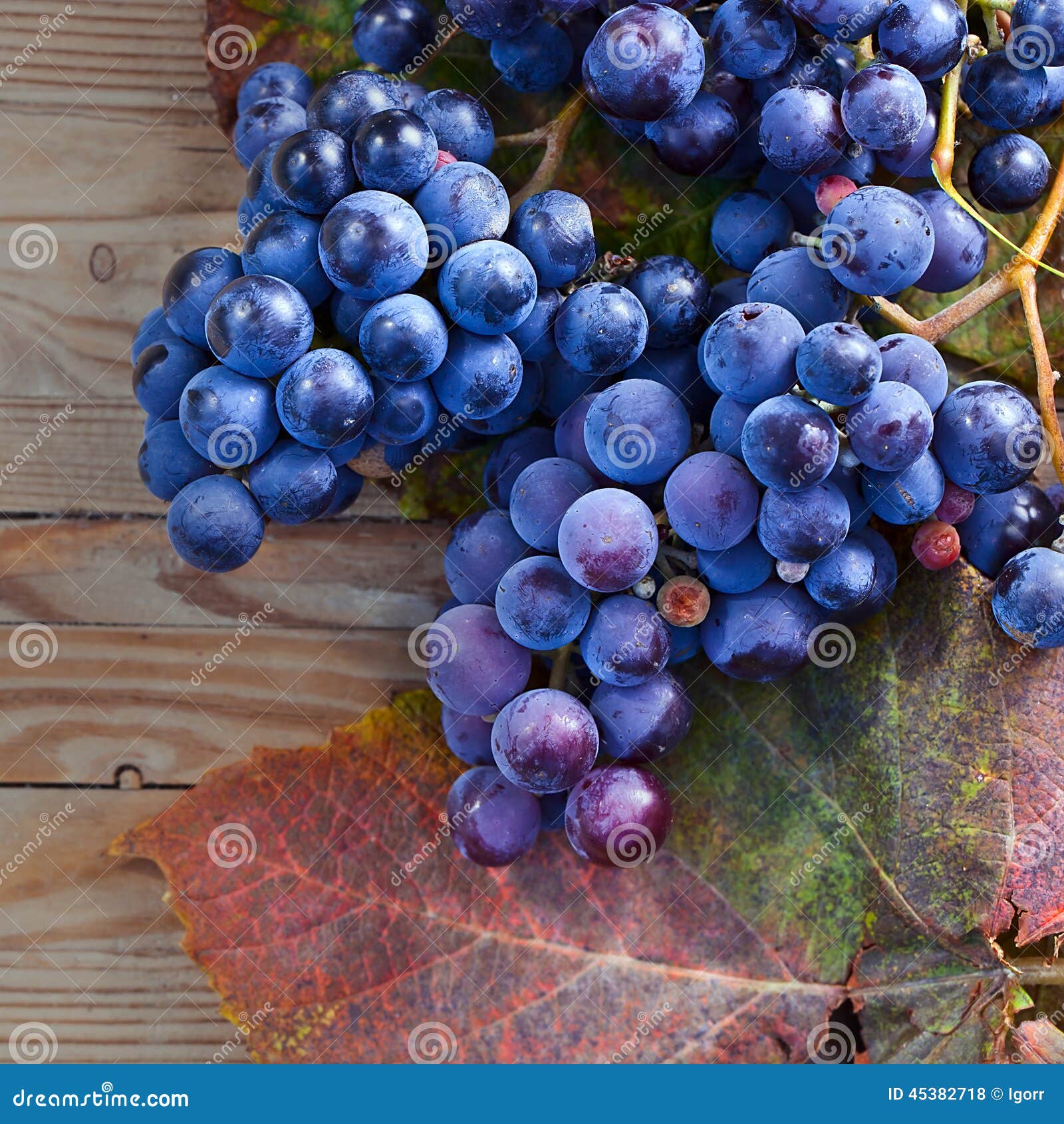 Blue grape stock photo. Image of color, food, autumn 45382718