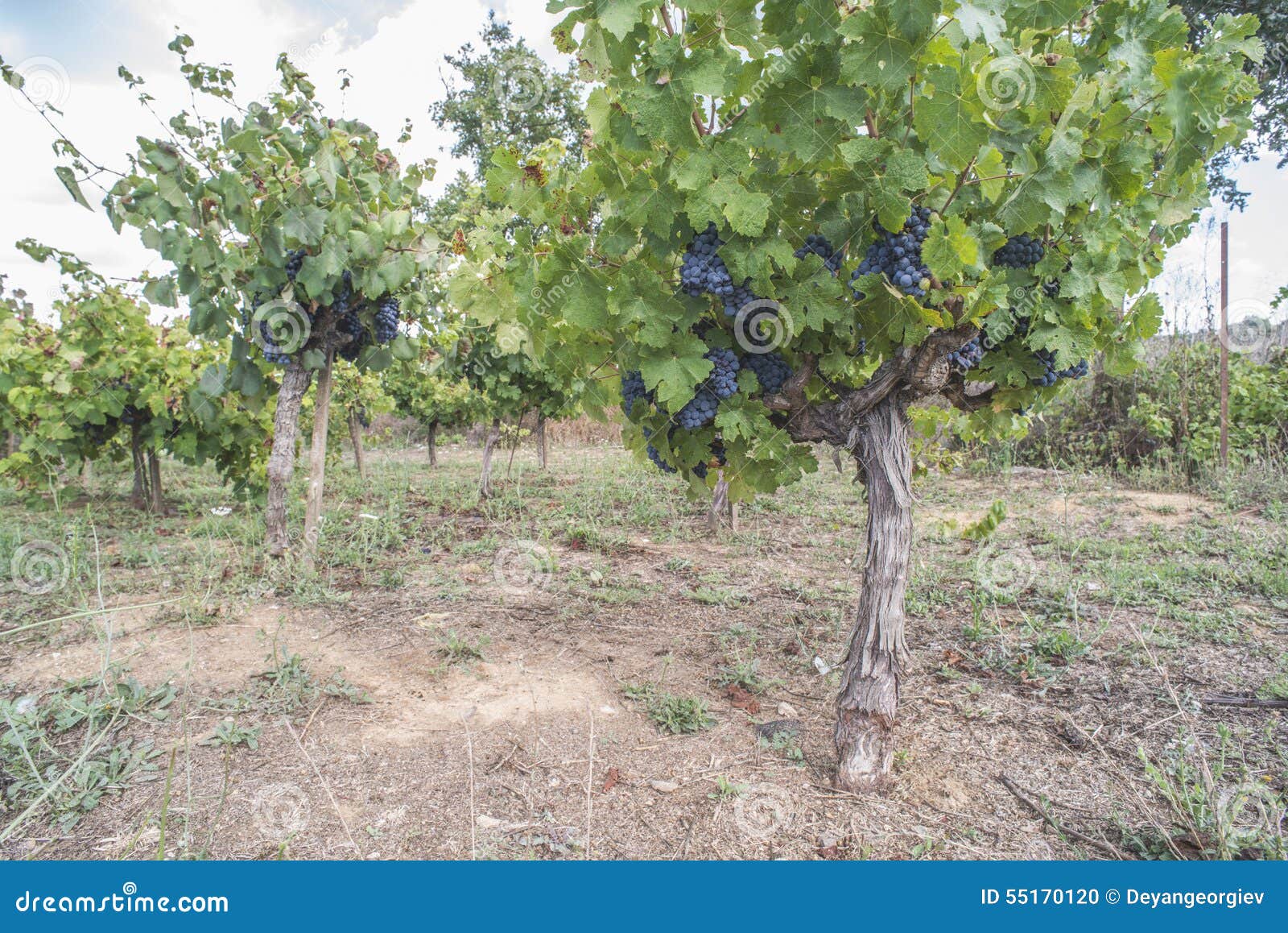 Blue grapes stock photo. Image of branch, agriculture - 55170120