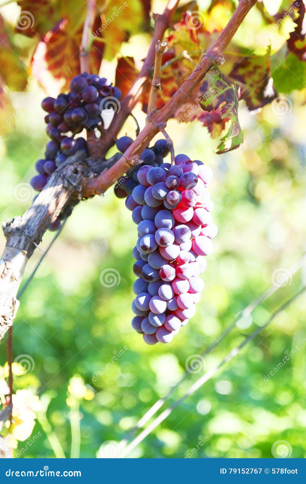 Blue grapes photo stock image. Image of food, italy, branch 79152767