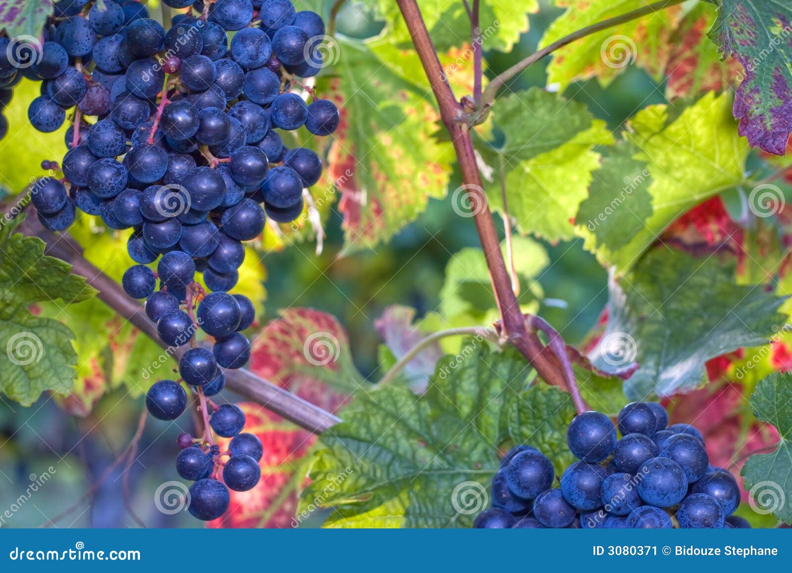 Blue grapes in sunlight stock image. Image of grape, berries 3080371