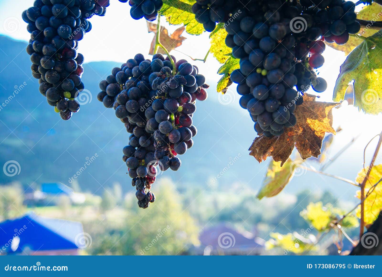 blue grapes at sunset in autumn vineyard