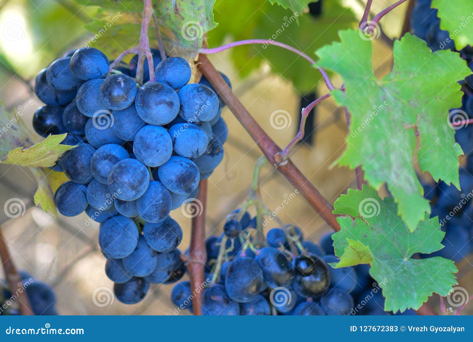 Blue grapes in vineyard stock image. Image of healthy 127672383