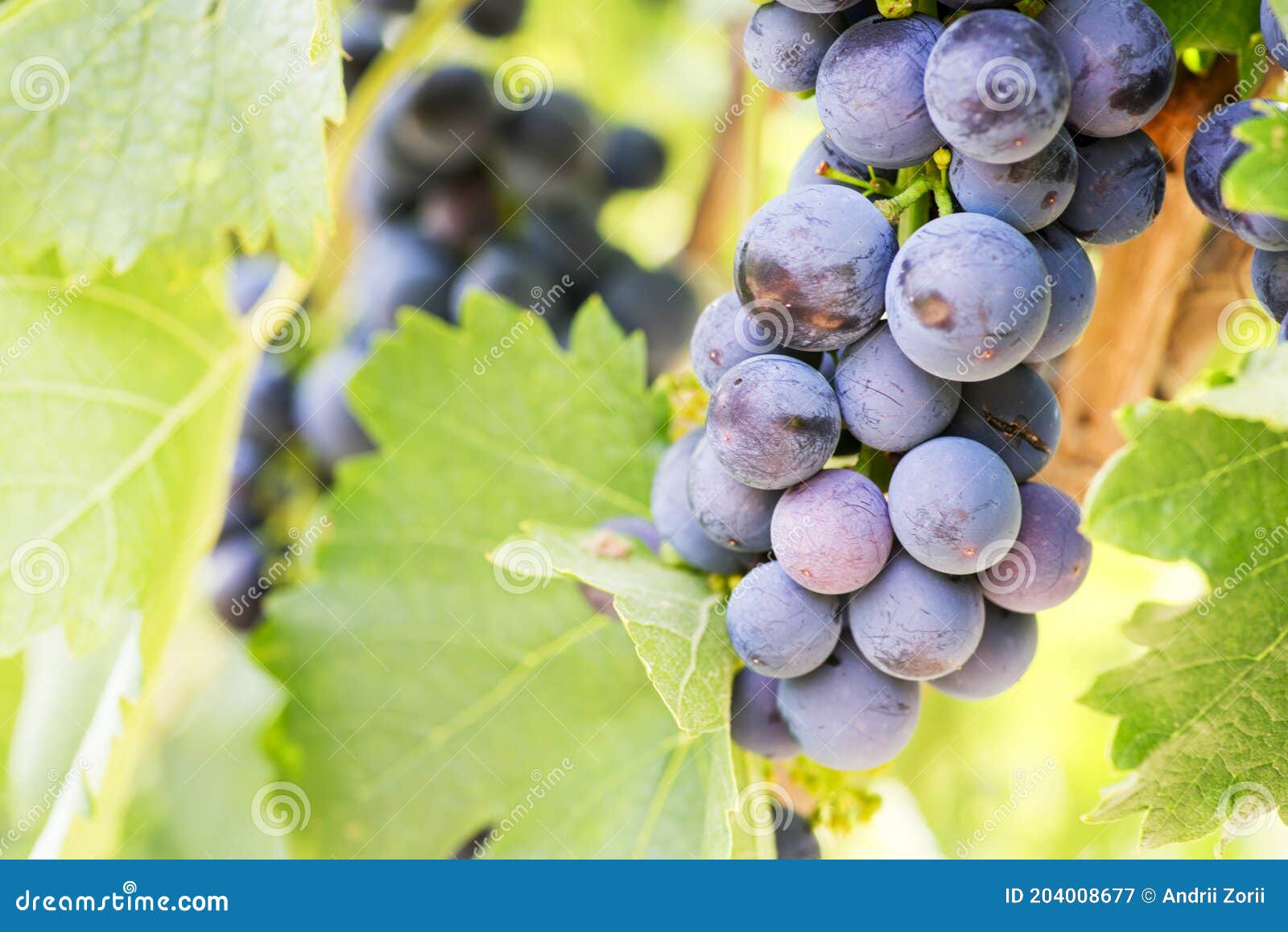 Blue Grapes in a Vineyard. Bunch of Grapes on a Vine Stock Image