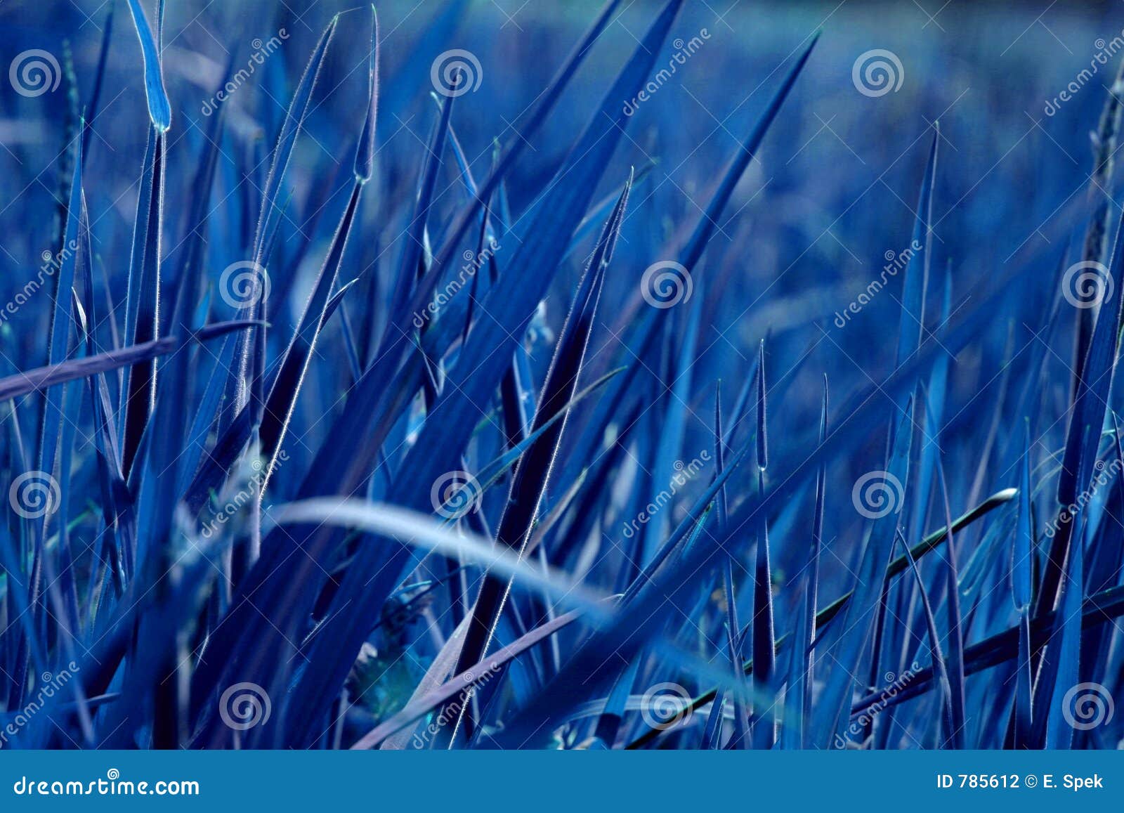 Blue grass