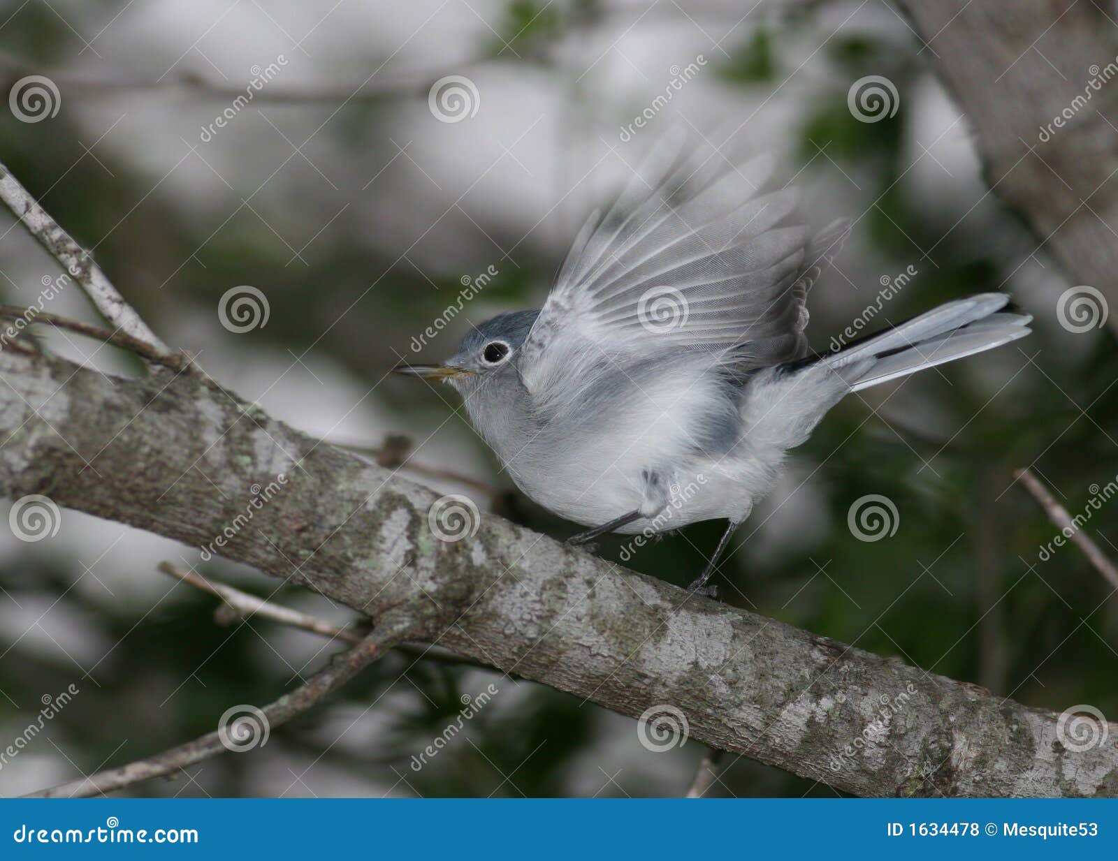 Gnatcatcher Stock Photos and Pictures - 764 Images