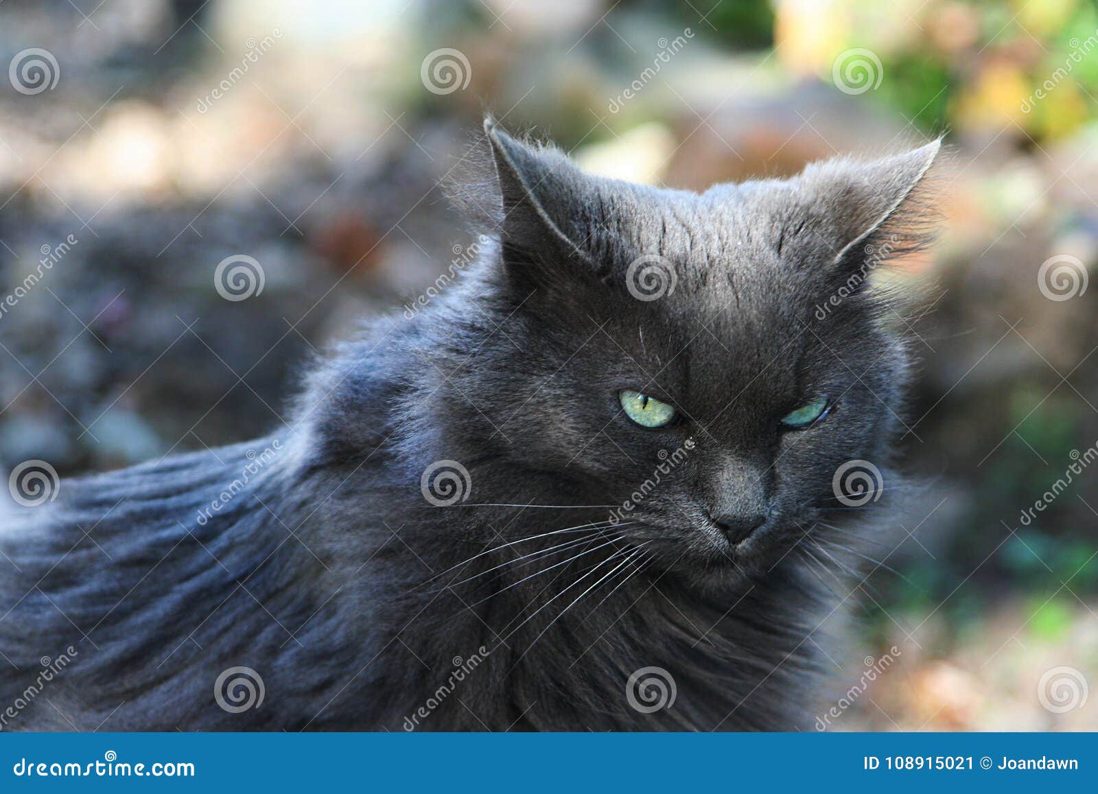 Blue-gray Persian Cat With Pale Green Eyes Peers Warily At ...