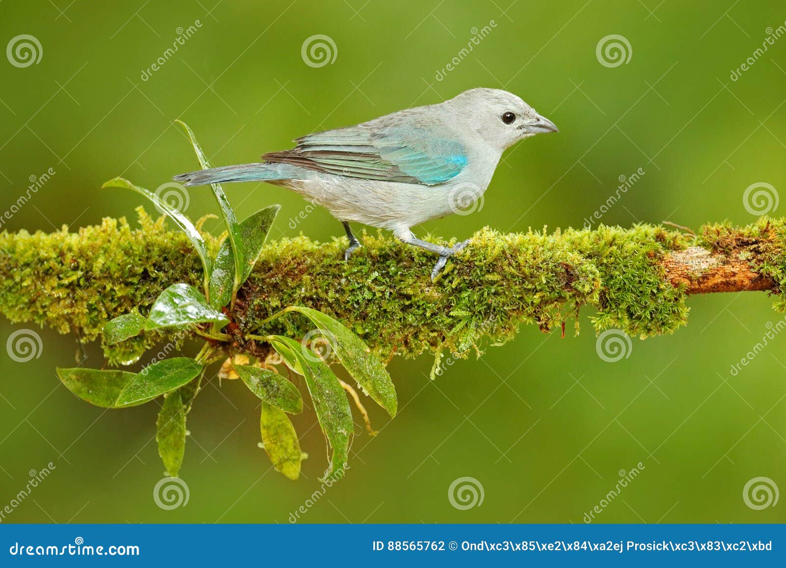 blue-gray tanager, exotic tropic blue bird from costa rica. bird sitting on beautiful green moss branch. birdwatching in south ame