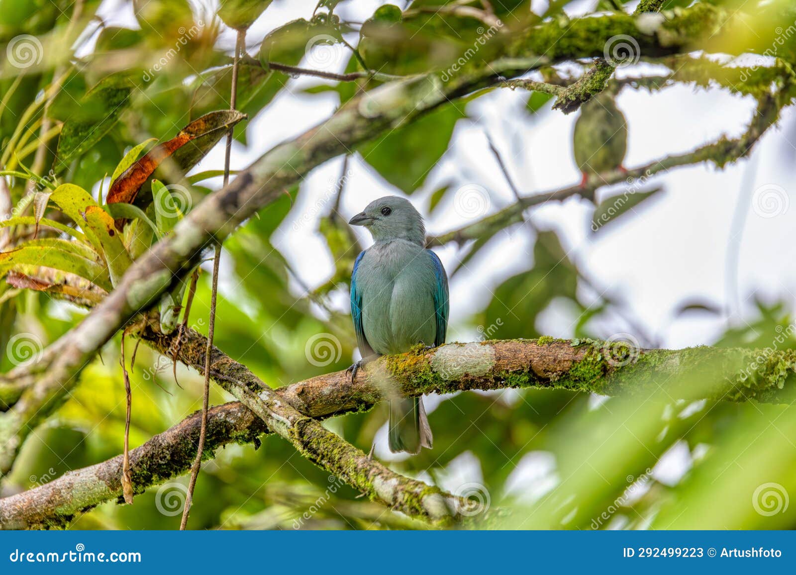 blue-gray tanager - thraupis episcopus, refugio de vida silvestre cano negro, wildlife and bird watching in costa rica